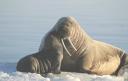 walrus-pup-nuzzling-mother.jpg